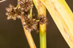 Georgia bulrush